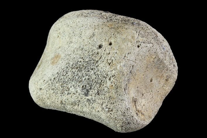 Hadrosaur Toe Bone - Alberta (Disposition #-) #95124